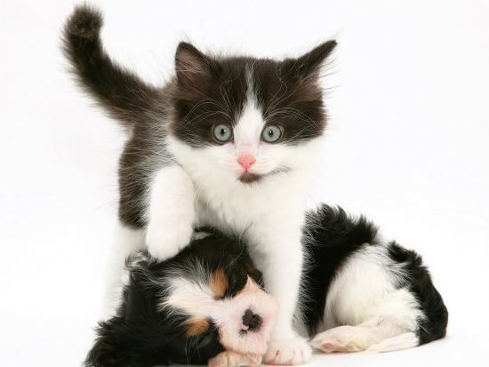 Black-And-White Kitten Walking Over Sleeping Cavalier King Charles