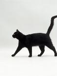 Domestic Cat, Striped Tabby Male-Jane Burton-Photographic Print