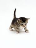 8-Week, Silver Tortoiseshell-And-White Kitten, Among Gillyflowers, Carnations and Meadowseed-Jane Burton-Photographic Print