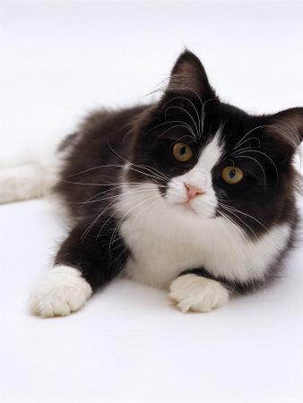 Tuxedo Black And White Domestic Longhair Cat Black White Long Hair
