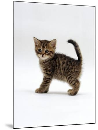 Tabby Kitten Domestic Shorthair Kittens For Sale Orange Tabby Baby