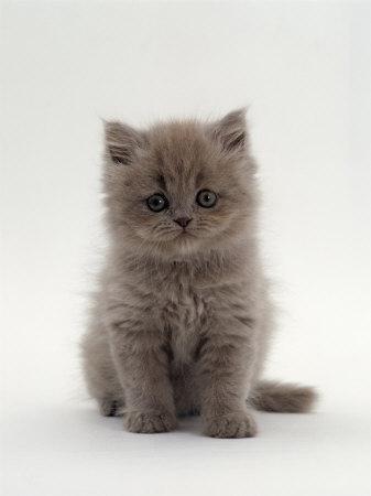 Shorthair Persian Cat Breed Lilac Exotic Shorthair Lilac Persian