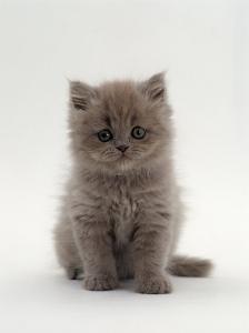 Persian Cat Art For Sale Prints Paintings Posters Framed Wall