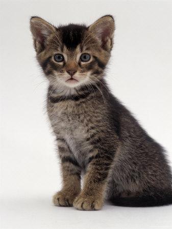 Domestic Cat, 9-Week Agouti-Tabby Male Kitten (Hybrid Wild Cat