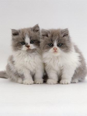 Grey and white persian best sale kitten