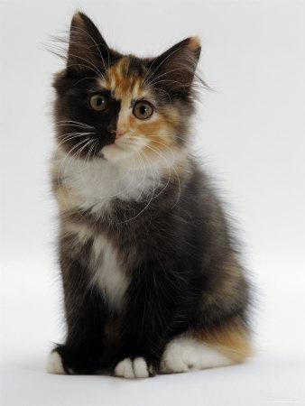 Vs Calico Tortie And White Cat Tortoiseshell Domestic Long Hair