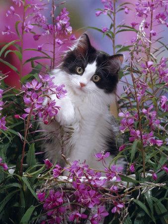 Domestic Cat, Black Bicolour Persian-Cross Kitten Among Rosebay Willowherb