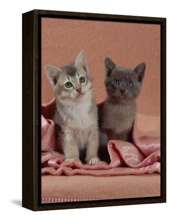 Domestic Cat, Blue Ticked Tabby and Burmese Kittens Under Pink