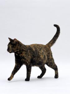 Tortie Cat Art Prints Paintings Posters Wall Art Art Com