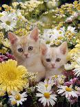 Domestic Cat, 8-Week, Two Fluffy Silver Tabby Kittens Amongst Winter-Flowering Pansies-Jane Burton-Photographic Print