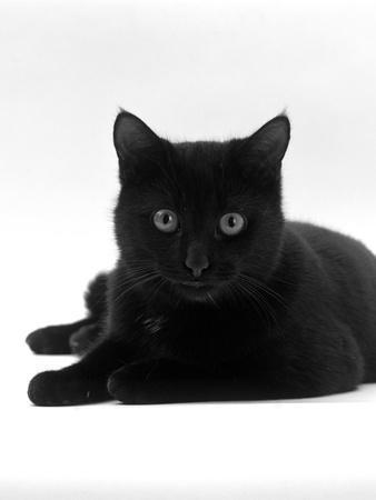 Domestic Cat, Young Black Male' Photographic Print Jane Burton