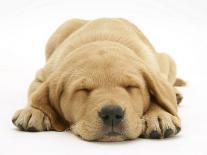Chesapeake Bay Retriever Dog Pup, Teague, 9 Weeks Old, Rolling on the Ground-Jane Burton-Photographic Print