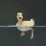 Duckling Swims Underwater Among Goldfish-Jane Burton-Photographic Print