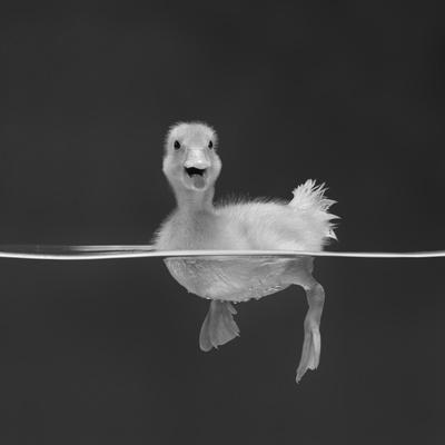 Duckling Swimming on Water Surface, UK' Photographic Print - Jane Burton |  