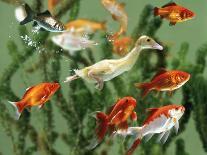 Duckling Swims Underwater Among Goldfish-Jane Burton-Photographic Print
