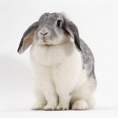 Female Silver and White French Lop-Eared Rabbit
