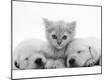 Photographic Print