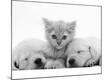 Photographic Print