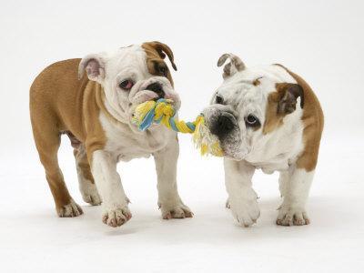 Two Bulldog Pups Carrying a Ragger