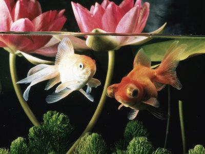 Two Goldfish (Carassius Auratus) with Waterlilies, UK