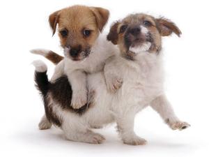 Jane Burton Animals Art For Sale Prints Paintings Posters