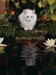 Domestic Cat, Two 8-Week Tabby Tortoiseshell and White Kittens-Jane Burton-Photographic Print