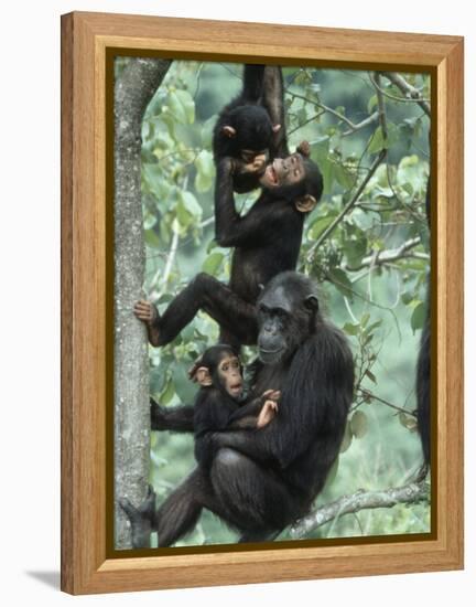 Jane Goodall Institute, Chimpanzees, Gombe National Park, Tanzania-Kristin Mosher-Framed Premier Image Canvas