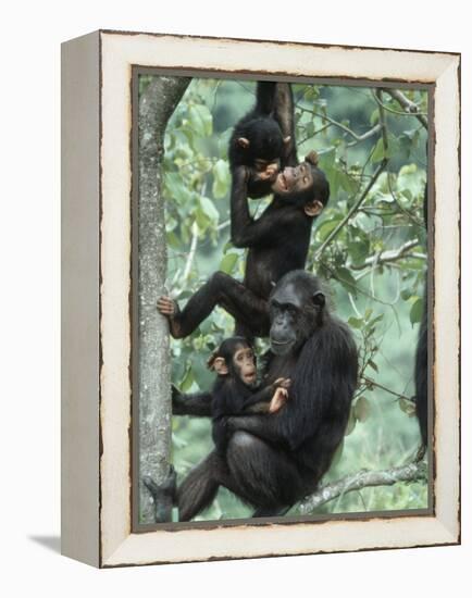 Jane Goodall Institute, Chimpanzees, Gombe National Park, Tanzania-Kristin Mosher-Framed Premier Image Canvas