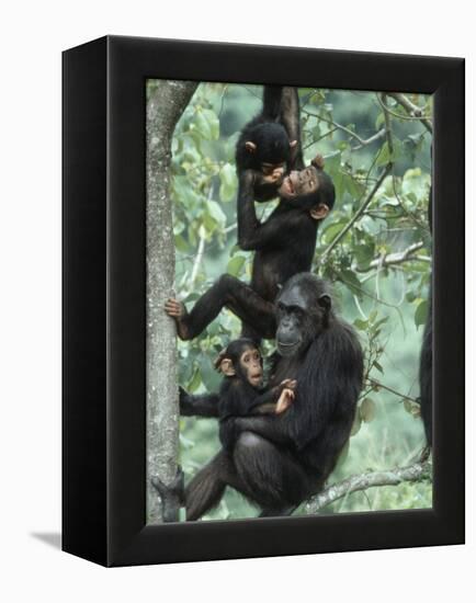 Jane Goodall Institute, Chimpanzees, Gombe National Park, Tanzania-Kristin Mosher-Framed Premier Image Canvas