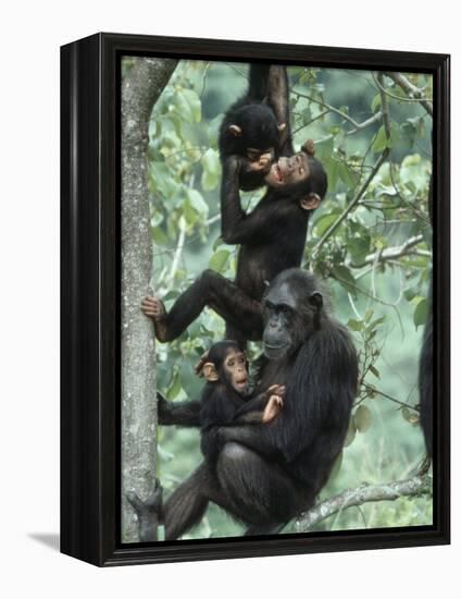 Jane Goodall Institute, Chimpanzees, Gombe National Park, Tanzania-Kristin Mosher-Framed Premier Image Canvas