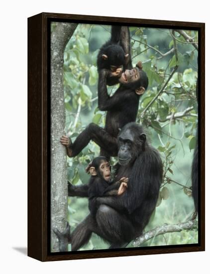 Jane Goodall Institute, Chimpanzees, Gombe National Park, Tanzania-Kristin Mosher-Framed Premier Image Canvas