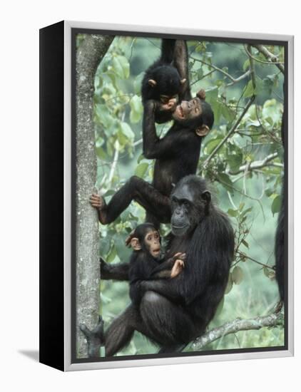 Jane Goodall Institute, Chimpanzees, Gombe National Park, Tanzania-Kristin Mosher-Framed Premier Image Canvas