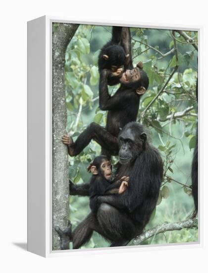 Jane Goodall Institute, Chimpanzees, Gombe National Park, Tanzania-Kristin Mosher-Framed Premier Image Canvas
