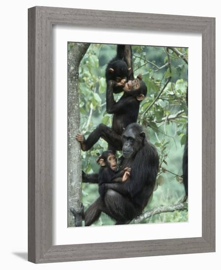 Jane Goodall Institute, Chimpanzees, Gombe National Park, Tanzania-Kristin Mosher-Framed Photographic Print