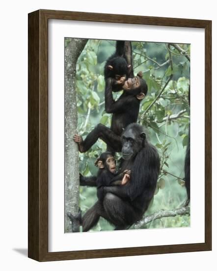 Jane Goodall Institute, Chimpanzees, Gombe National Park, Tanzania-Kristin Mosher-Framed Photographic Print