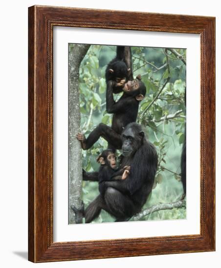 Jane Goodall Institute, Chimpanzees, Gombe National Park, Tanzania-Kristin Mosher-Framed Photographic Print