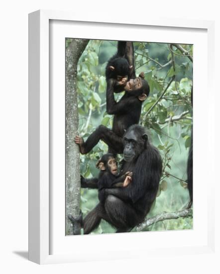 Jane Goodall Institute, Chimpanzees, Gombe National Park, Tanzania-Kristin Mosher-Framed Photographic Print