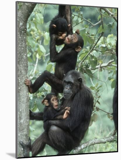Jane Goodall Institute, Chimpanzees, Gombe National Park, Tanzania-Kristin Mosher-Mounted Photographic Print