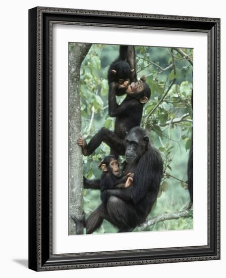 Jane Goodall Institute, Chimpanzees, Gombe National Park, Tanzania-Kristin Mosher-Framed Photographic Print