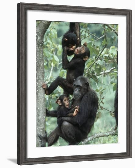 Jane Goodall Institute, Chimpanzees, Gombe National Park, Tanzania-Kristin Mosher-Framed Photographic Print