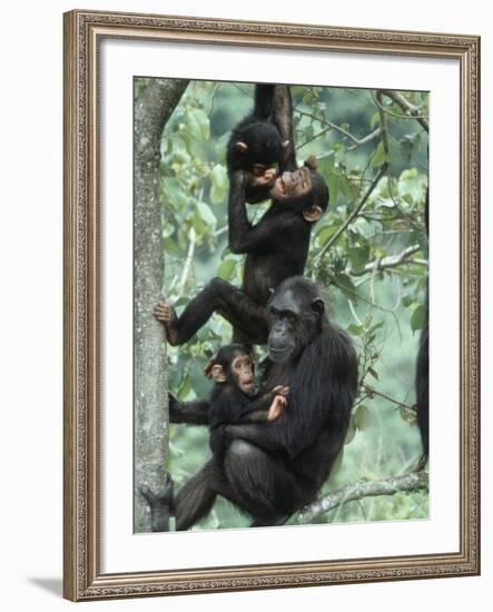 Jane Goodall Institute, Chimpanzees, Gombe National Park, Tanzania-Kristin Mosher-Framed Photographic Print