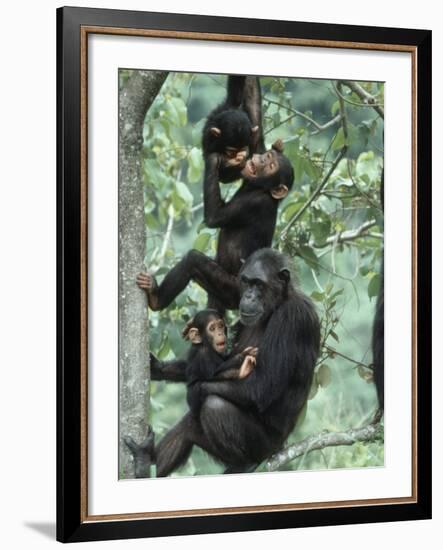 Jane Goodall Institute, Chimpanzees, Gombe National Park, Tanzania-Kristin Mosher-Framed Photographic Print