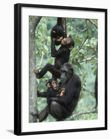 Jane Goodall Institute, Chimpanzees, Gombe National Park, Tanzania-Kristin Mosher-Framed Photographic Print