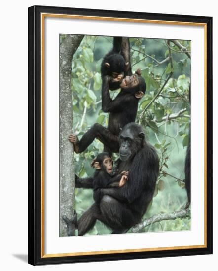 Jane Goodall Institute, Chimpanzees, Gombe National Park, Tanzania-Kristin Mosher-Framed Photographic Print