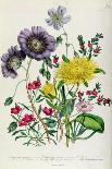 Poppies, Plate 4 from 'The Ladies' Flower Garden', Published 1842-Jane Loudon-Giclee Print