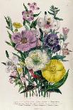 Calandrinia, Plate 18 from 'The Ladies' Flower Garden', Published 1842-Jane Loudon-Framed Giclee Print