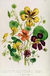 Crane's Bill, Plate 42 from 'The Ladies' Flower Garden', Published 1842-Jane Loudon-Giclee Print