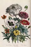 Calandrinia, Plate 18 from 'The Ladies' Flower Garden', Published 1842-Jane Loudon-Framed Giclee Print