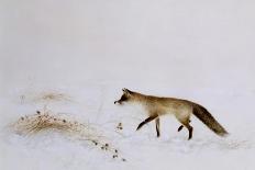 Fox in Snow-Jane Neville-Mounted Giclee Print