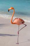 Flamingo on Flamingo Beach, Renaissance Island, Oranjestad, Aruba, Lesser Antilles-Jane Sweeney-Photographic Print